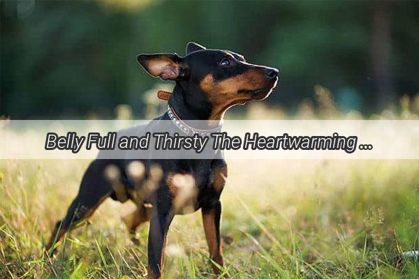 Belly Full and Thirsty The Heartwarming Tale of a Pups Quest for Quenching Relief